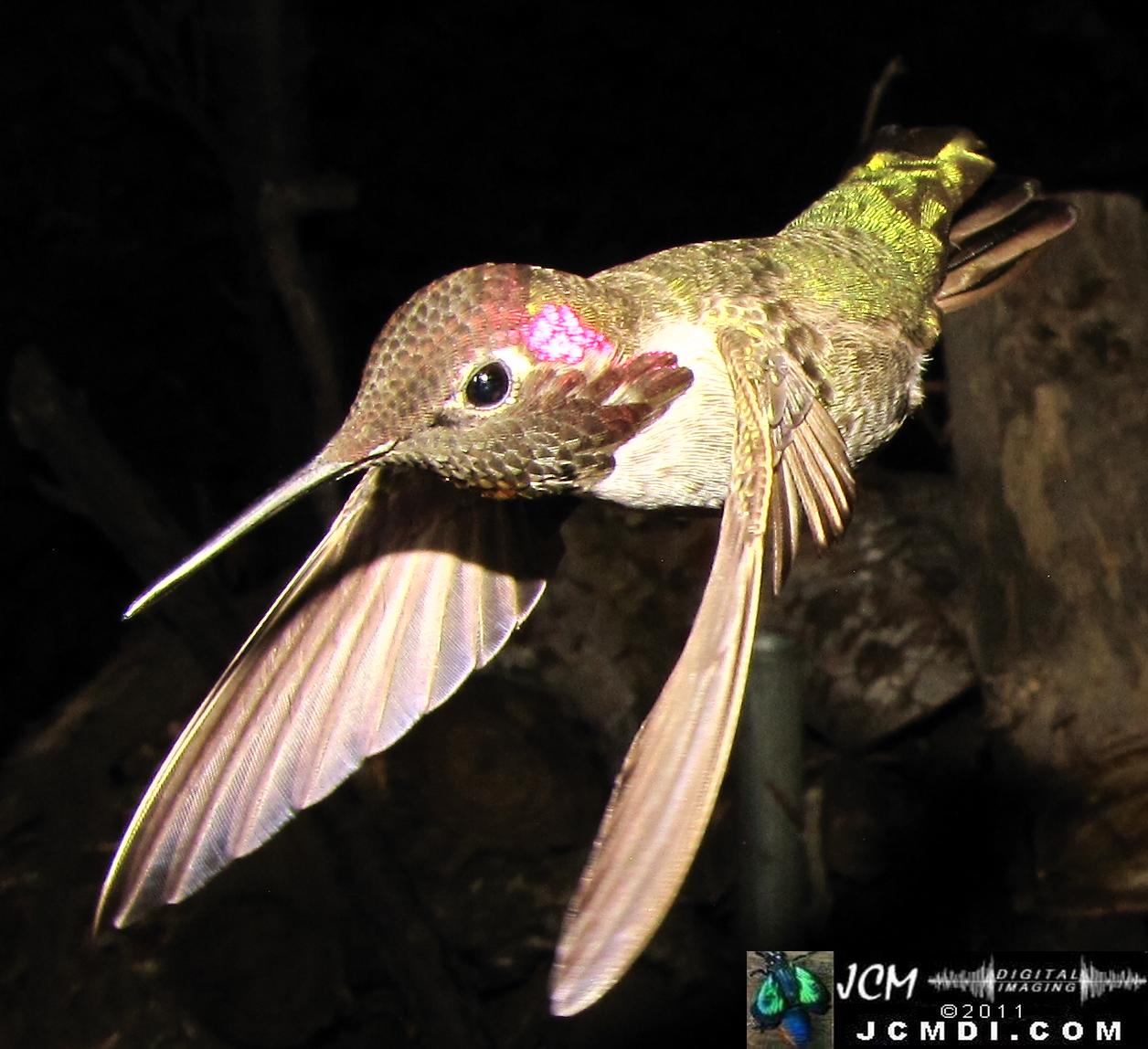 Hummingbird photo captured from Robo-Cam Motion Detection at JCMDI.COM
